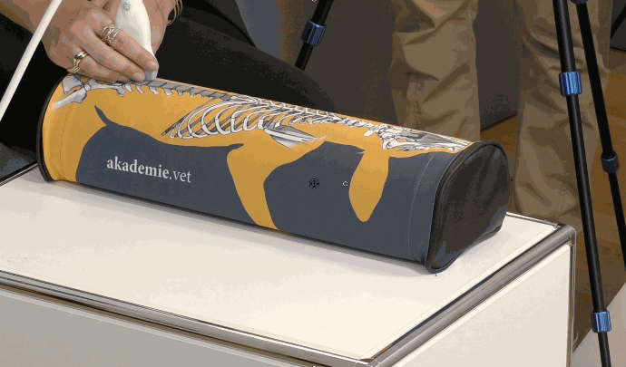 Dekobild Ultraschalldummy 