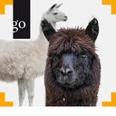 Neuweltkamele kompakt