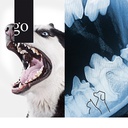 Vom Bild zur Diagnose: Dentalröntgen bei Hund und Katze