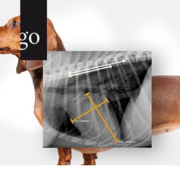 Praxisnahe Kardio-Diagnostik beim Hund