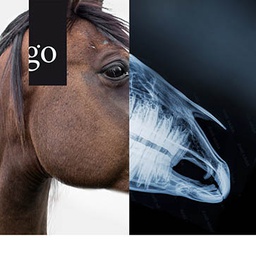 Röntgen des Pferdekopfes mit Durchblick und Weitsicht