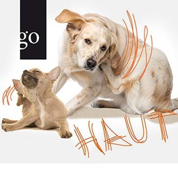 Wenn das Alter den Unterschied macht: Dermatologie bei Hund und Katze