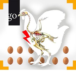 Brustbeinschäden bei Legehennen